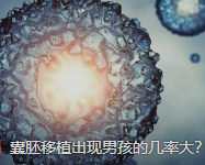 「试管辟谣」囊胚移植出现男孩的几率大？