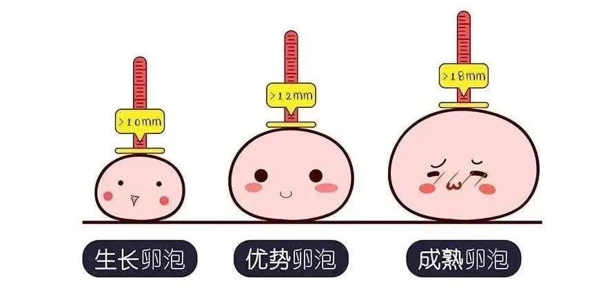 「试管婴儿」促排期间如何配合医生才能取到优质卵子？