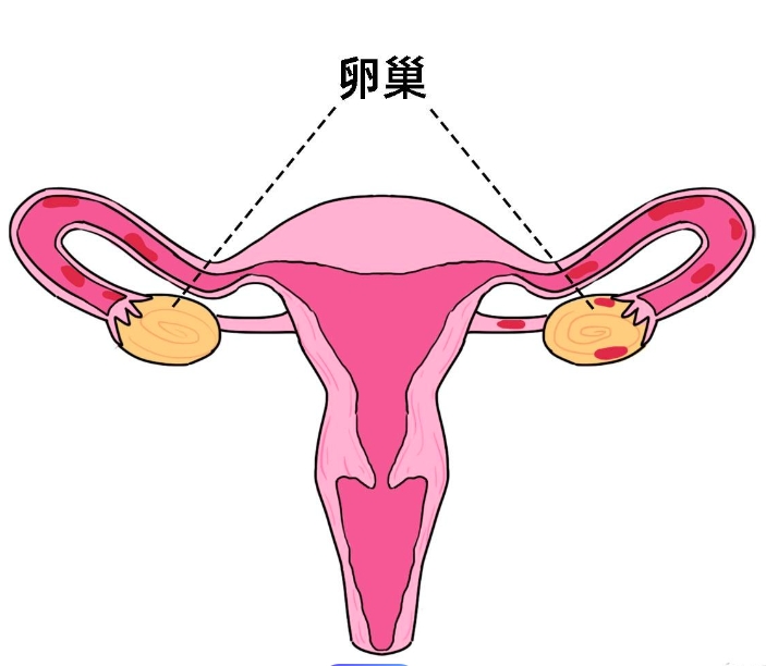 转载：综述 | 代谢组学在卵巢衰老机制研究中的进展