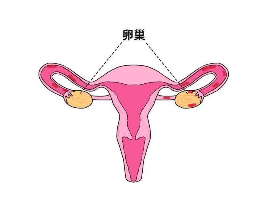 转载：学术聚焦 | 早发性卵巢功能不全女性的生育和生育力保存策略
