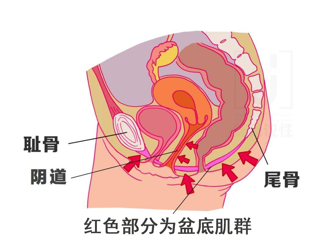 转载：临床研究 | 妊娠中期胎盘前置状态缓解孕妇的围产结局分析