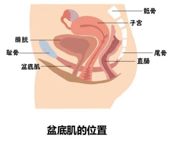 转载：综述 | 基于影像学的盆腔器官脱垂有限元研究进展