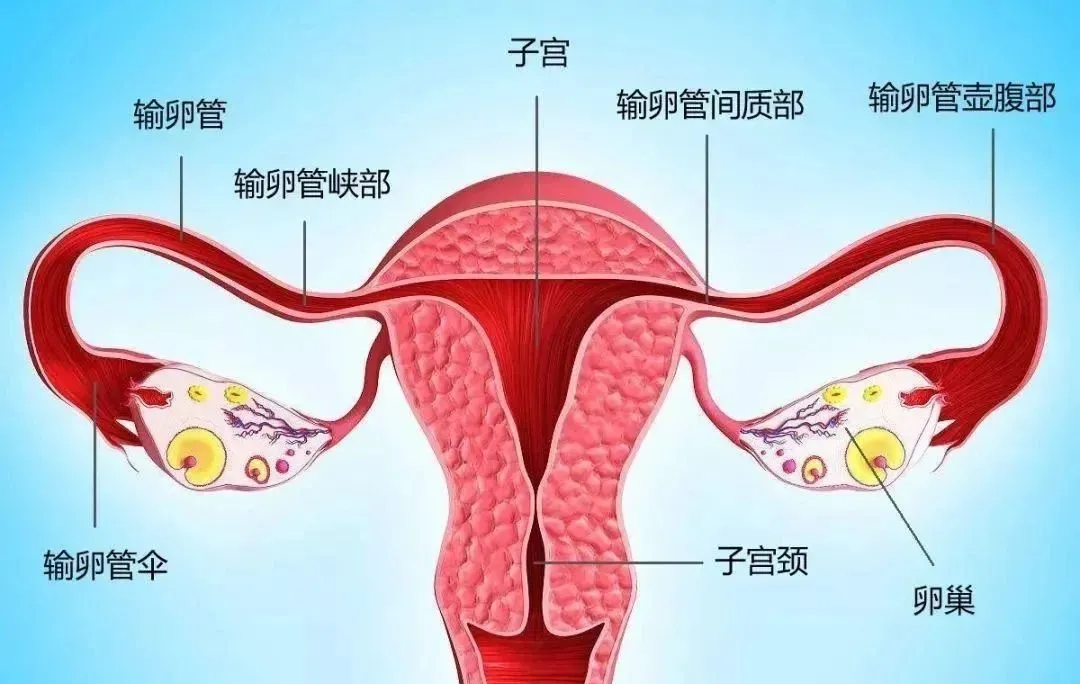 「试管婴儿」疏通输卵管真的能自然受孕成功吗？